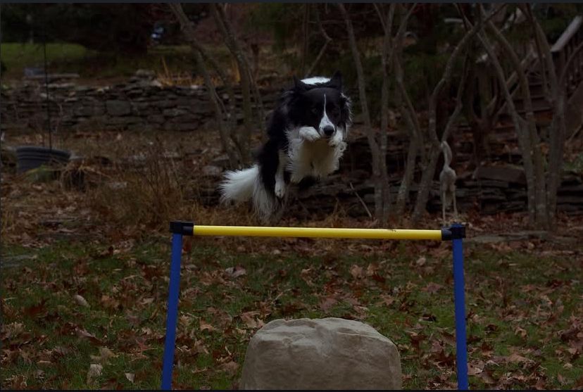a black and white dog jumps a yellow and blue obstacle