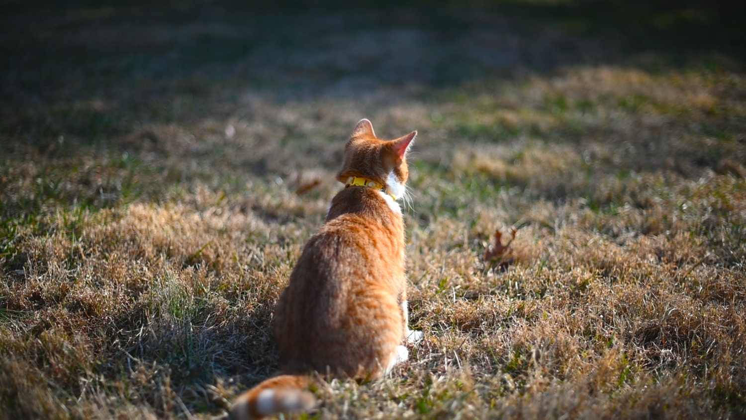 an orange tabby cat looks away from the camera