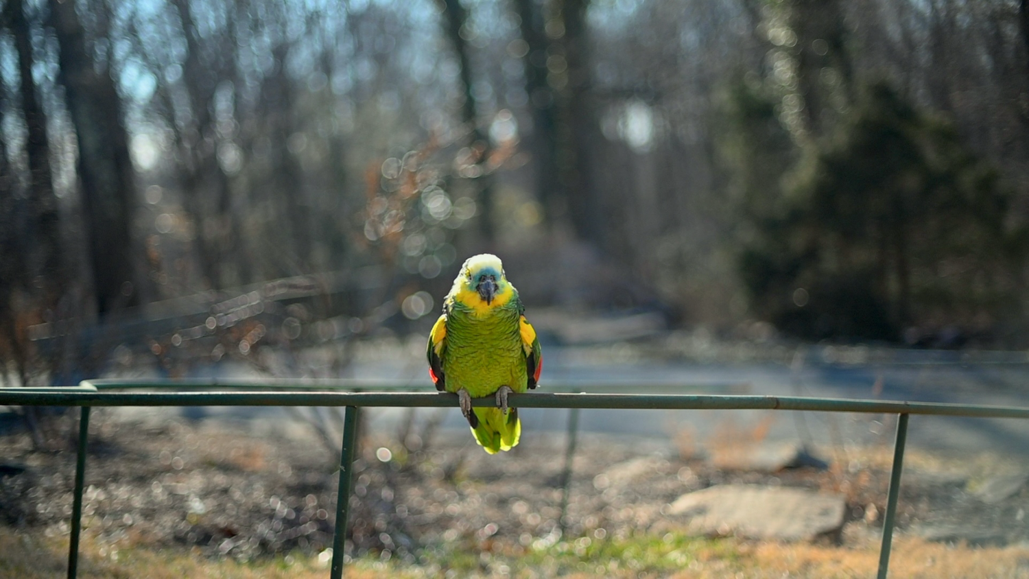 a green parrot