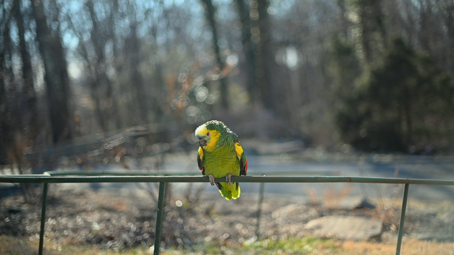 a green parrot