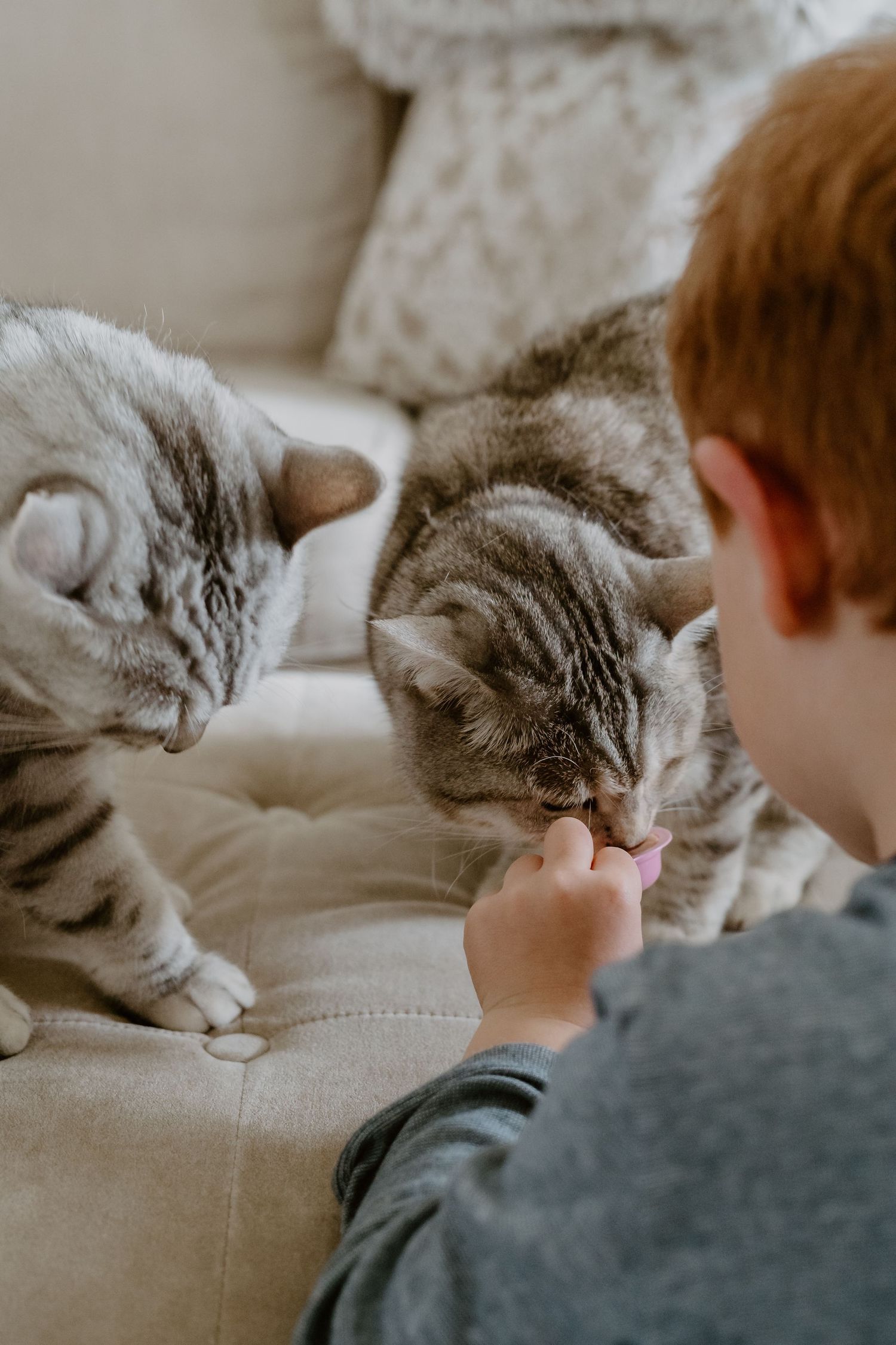Two silver tabby cats on a light couch being petted by someone wearing a grey shirt.
