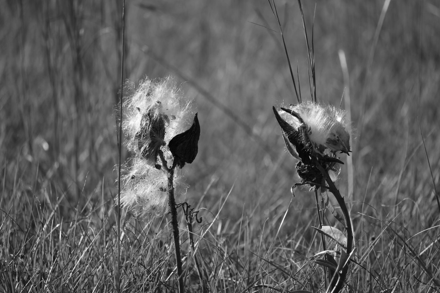 Two milkweed pods releasing fluffy seeds in black and white photography.