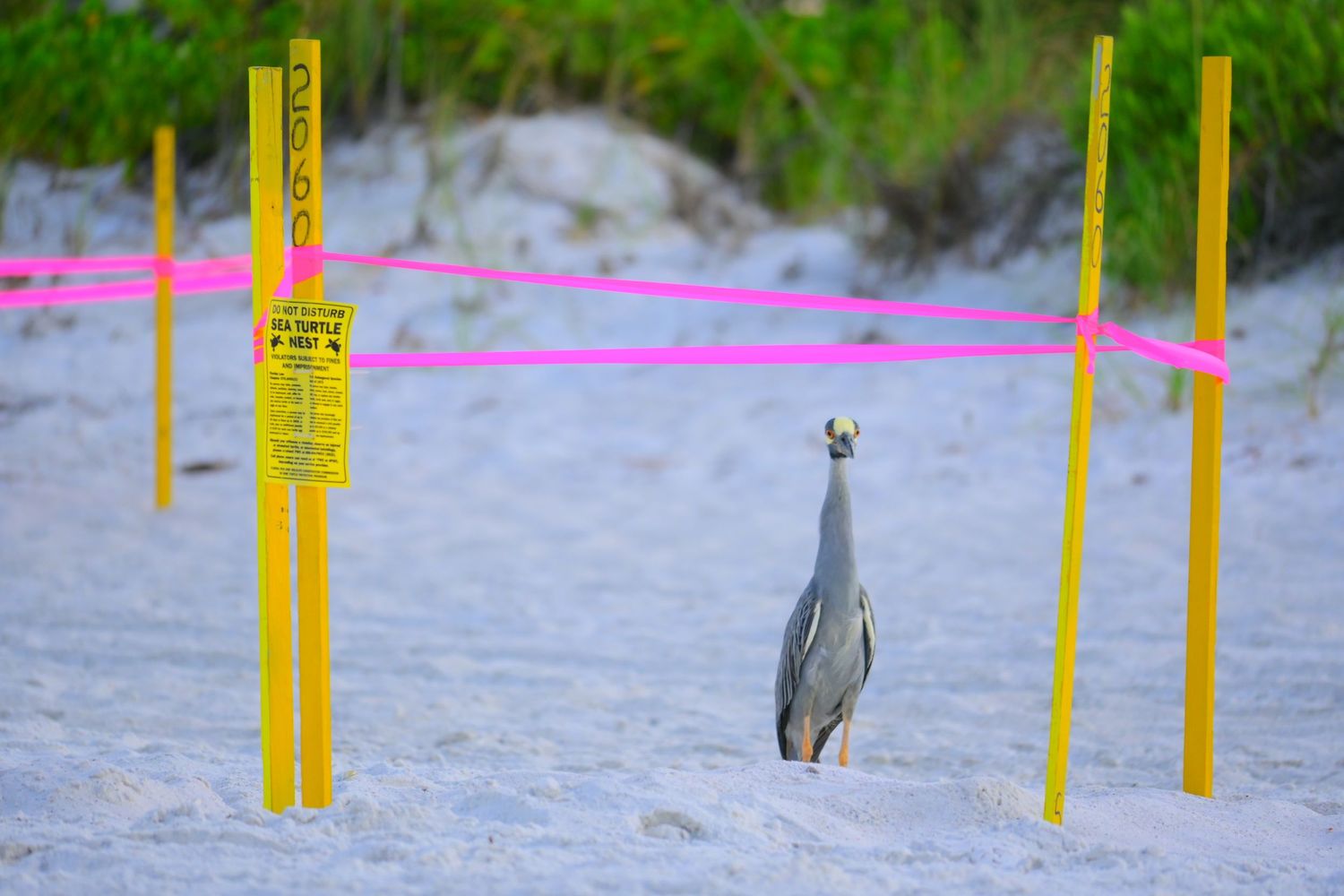 A yellow-legged heron stands near a tutle's nest on a sandy beach.