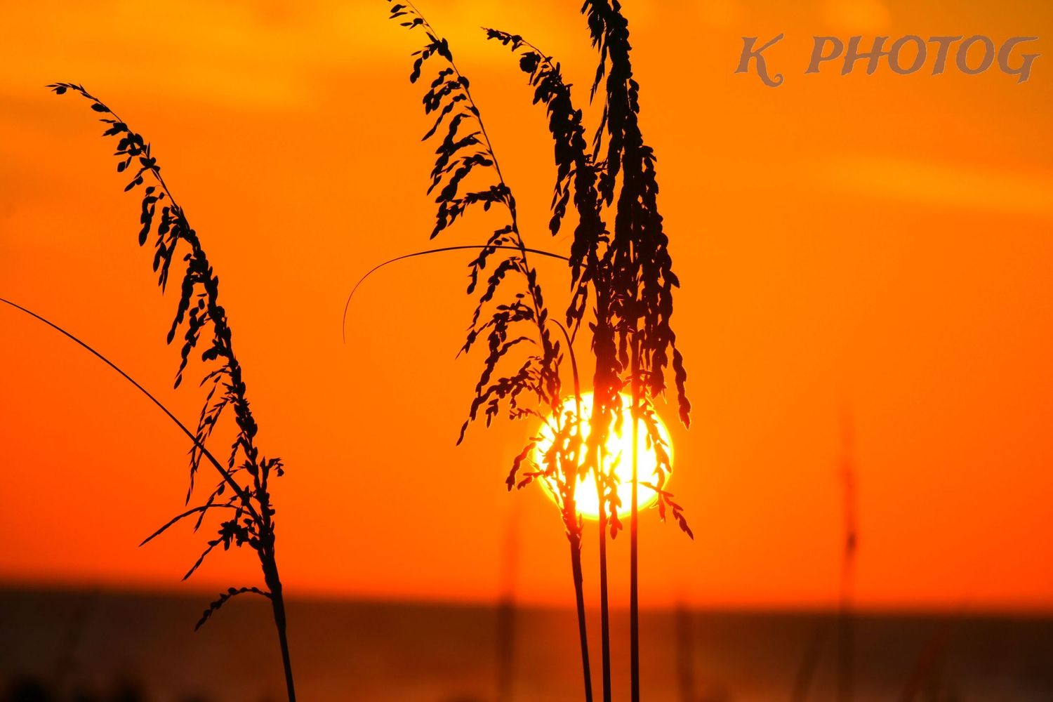 Sea oats are silhouetted in front of the sun setting over the Gulf of Mexico, viewed off the coast of Western Florida.