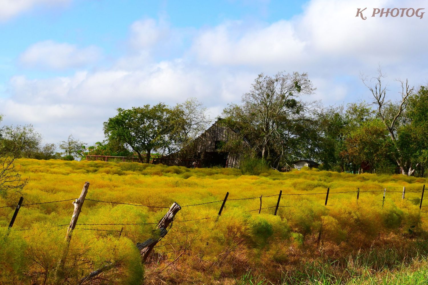 A beautiful old barn sits behind a field of yellow grass, with a fence in the foreground.