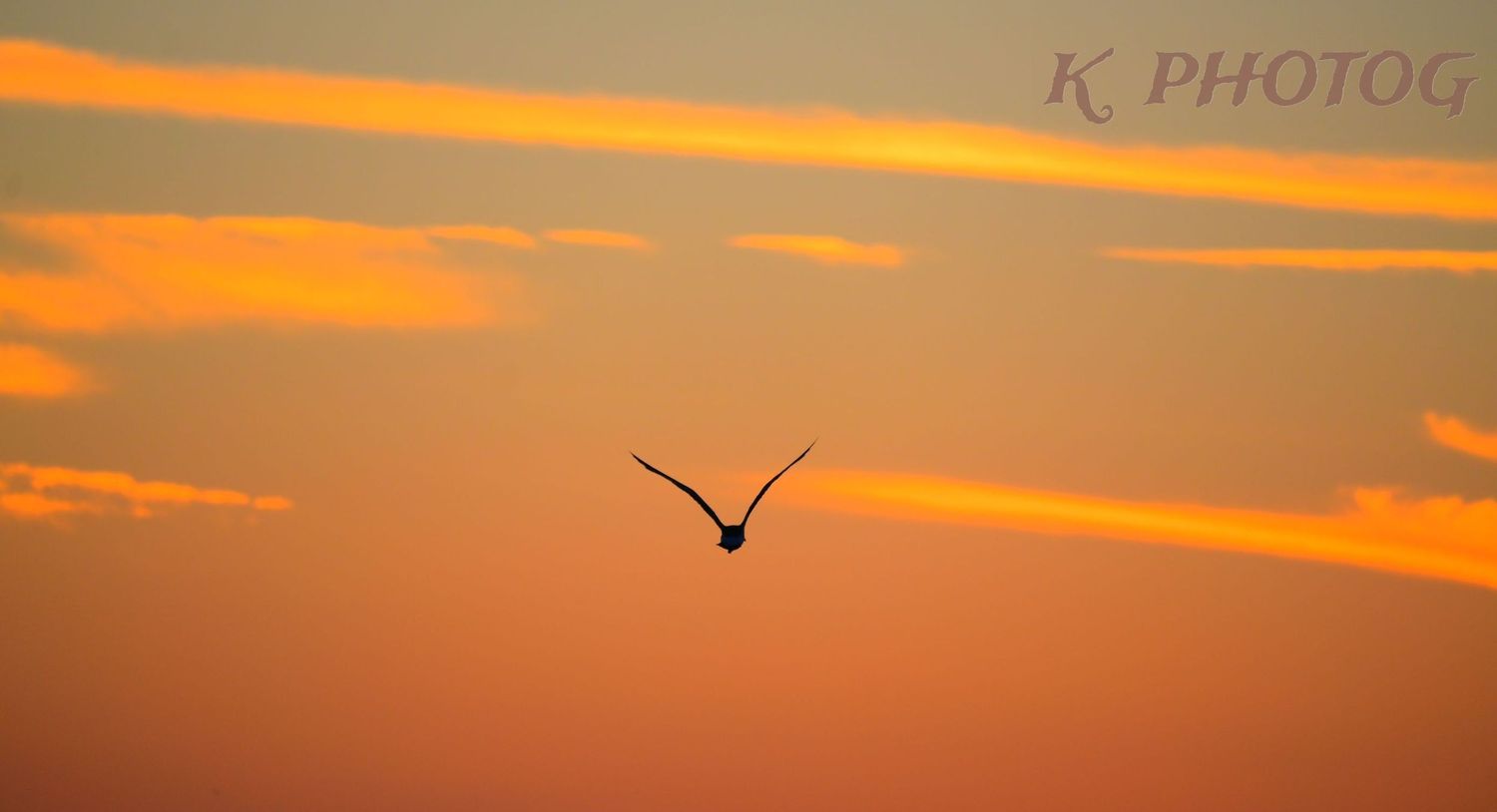 A sea gull is silhouetted flying in front of the sunset sky over the Gulf of Mexico, viewed off the coast of Western Florida.