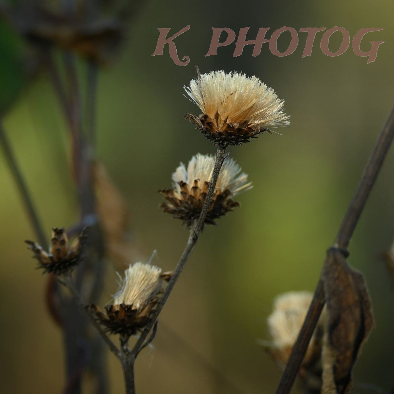 Dried wildflower stems with fluffy seedheads against soft green bokeh.