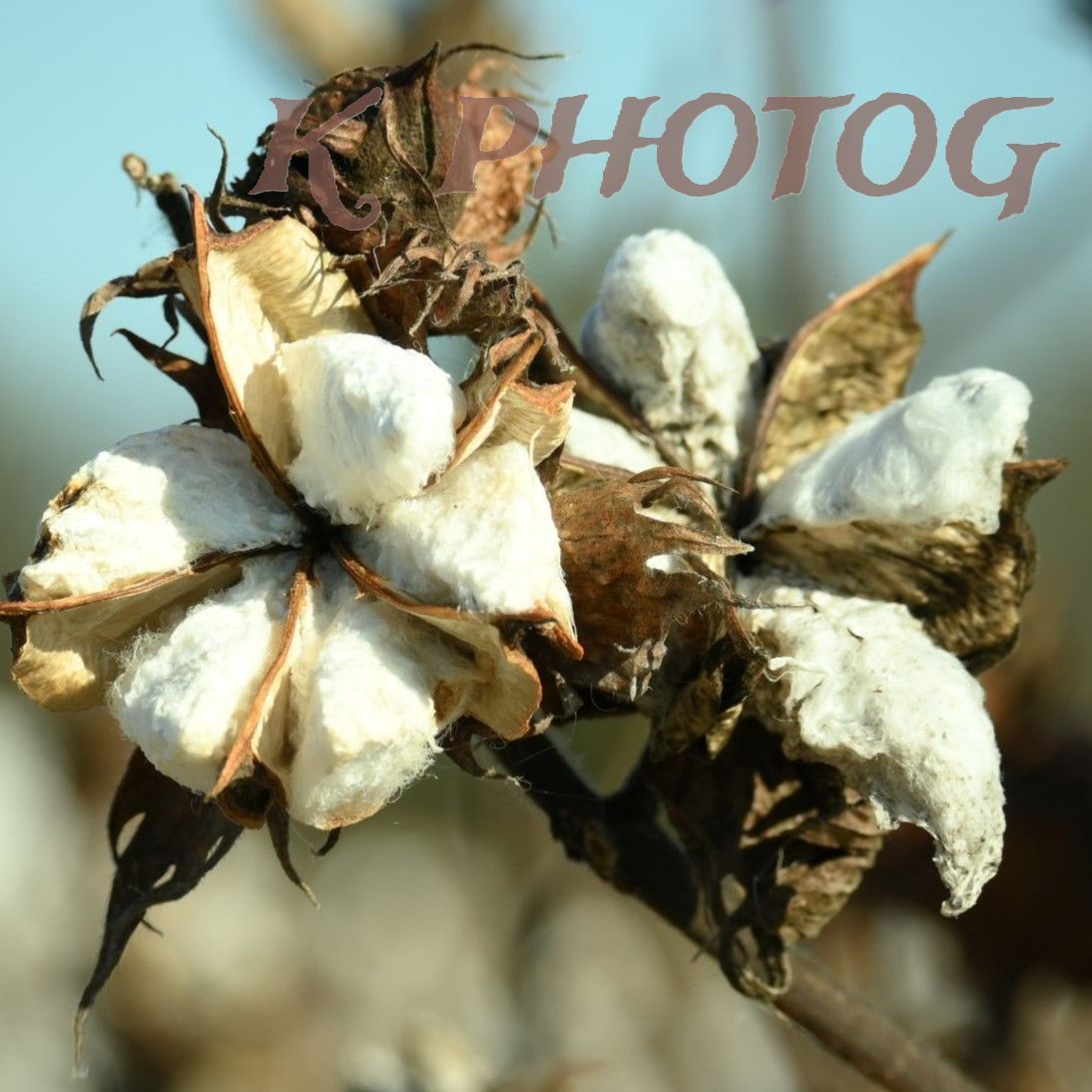 Close-up view of dried cotton bolls showing fluffy white cotton fibers emerging from brown dried pods.