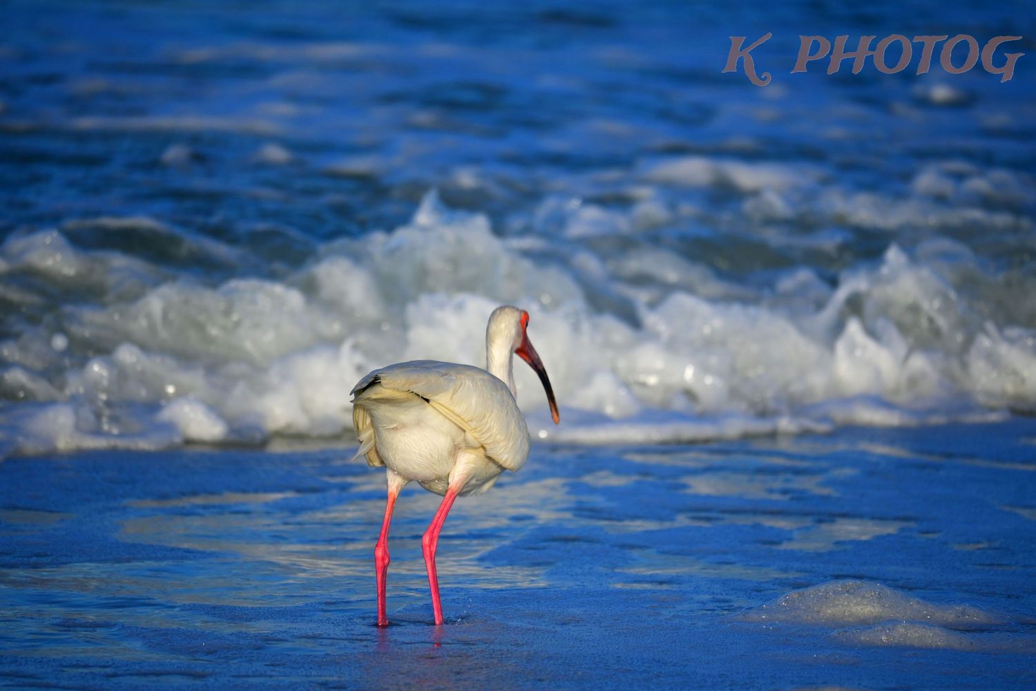 A shore bird looks for something to eat as the waves pull back from the shore.