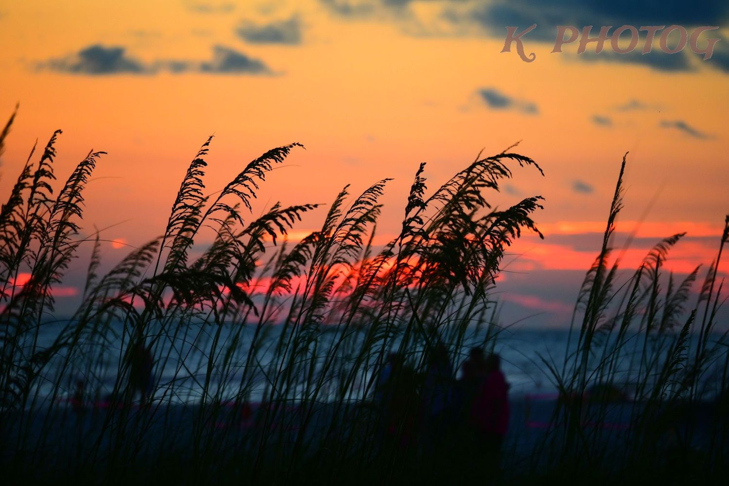 Sea oats against a beach sunset