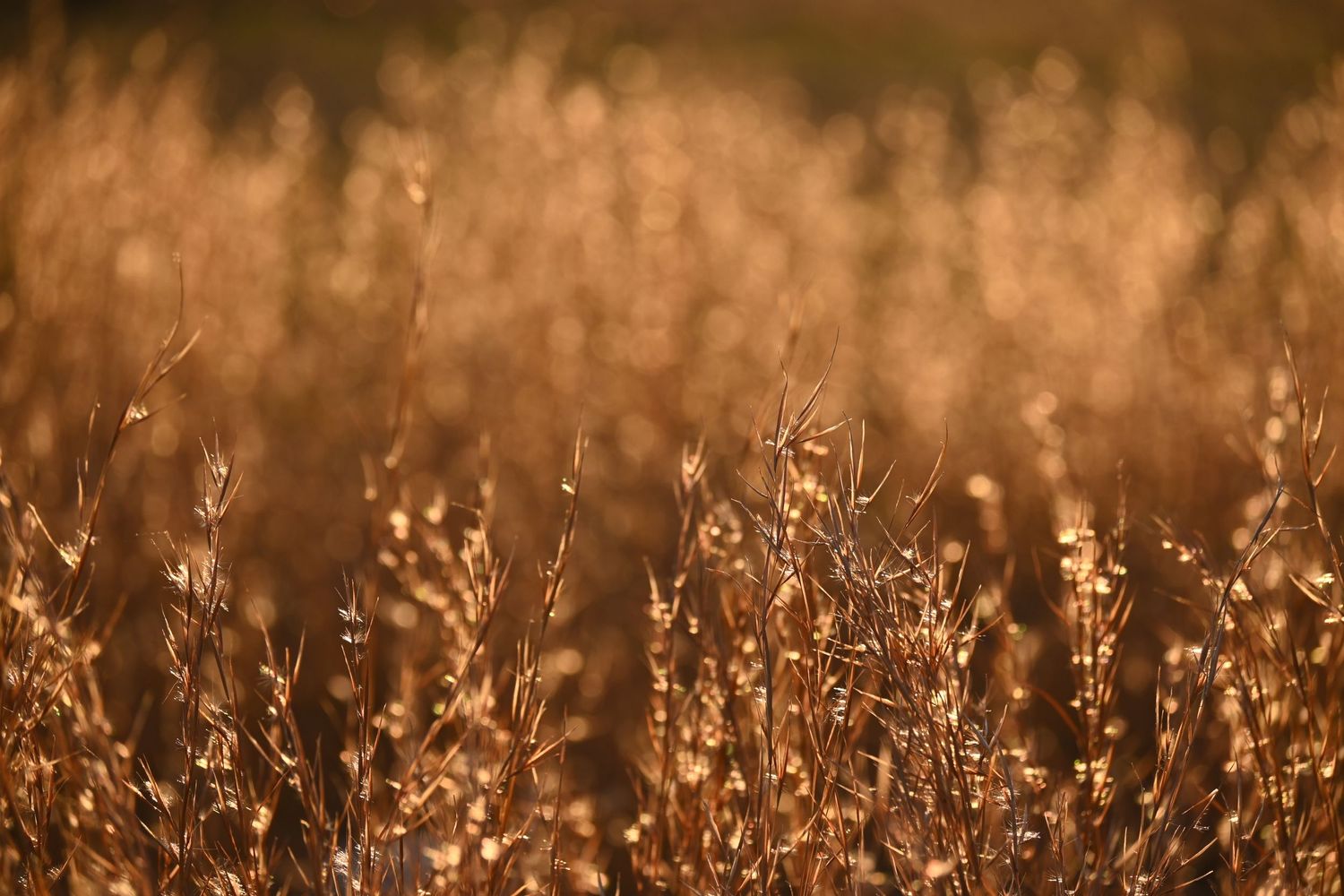 Golden wild grass sway in warm sunlight creating a dreamy natural backdrop.