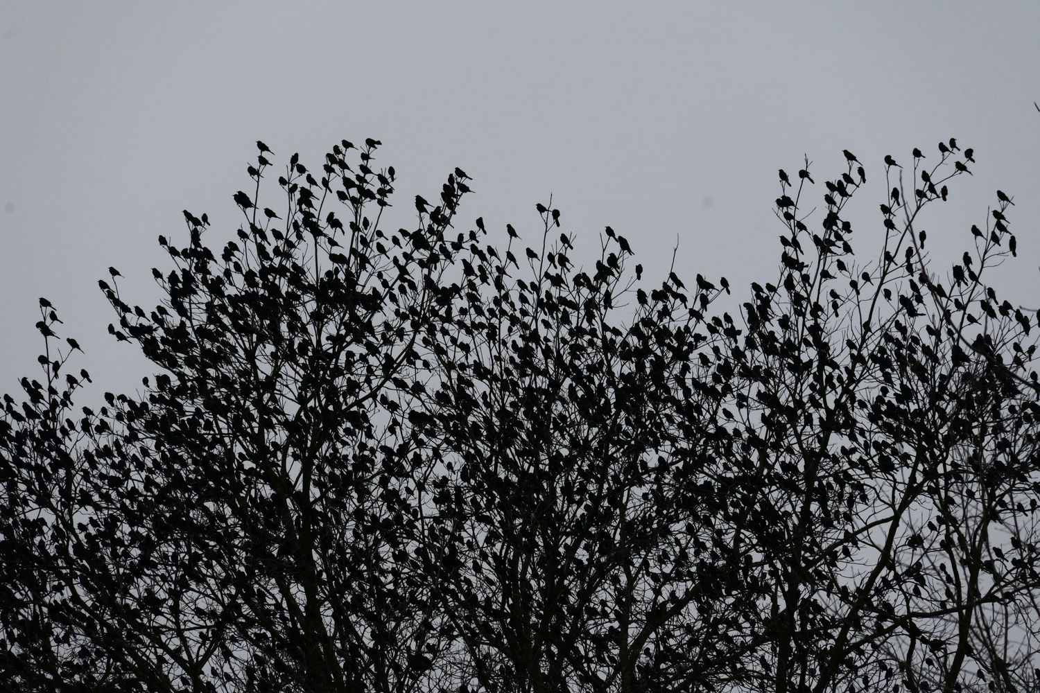 Silhouette of birds perched in a dense tree canopy against a gray sky.
