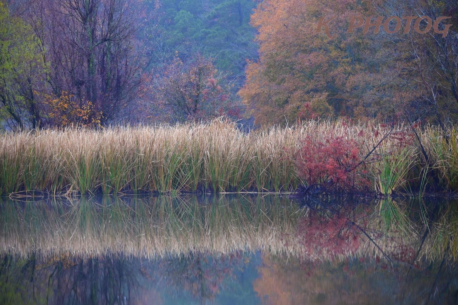 A pond with reflecting grass