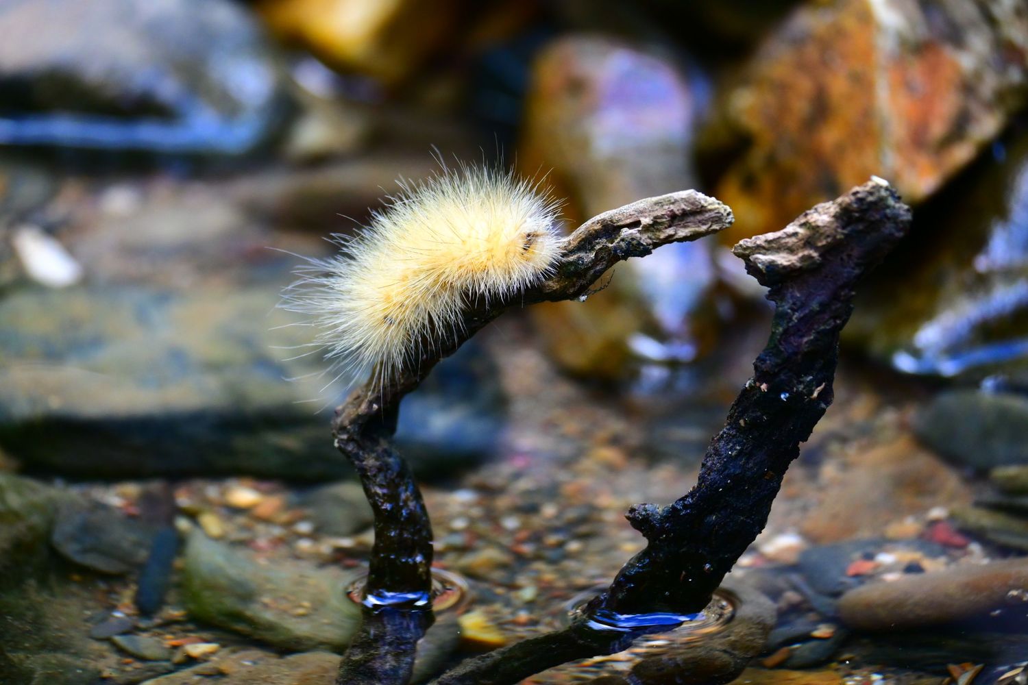 Close-up sequence of a damselfly emerging from its larval stage in a pond, showing metamorphosis stages.