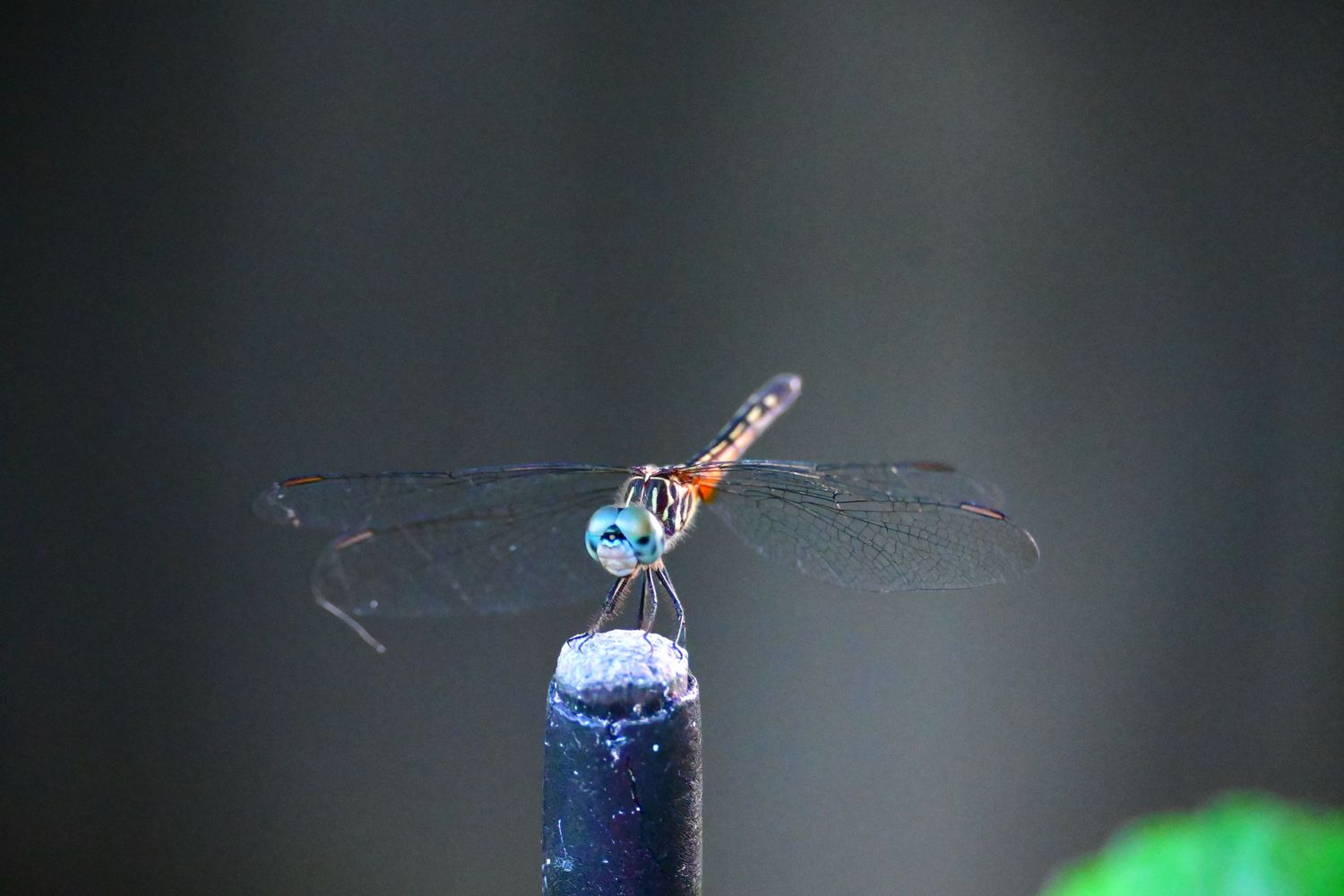 Macro shots of a blue dragonfly against a dark background.