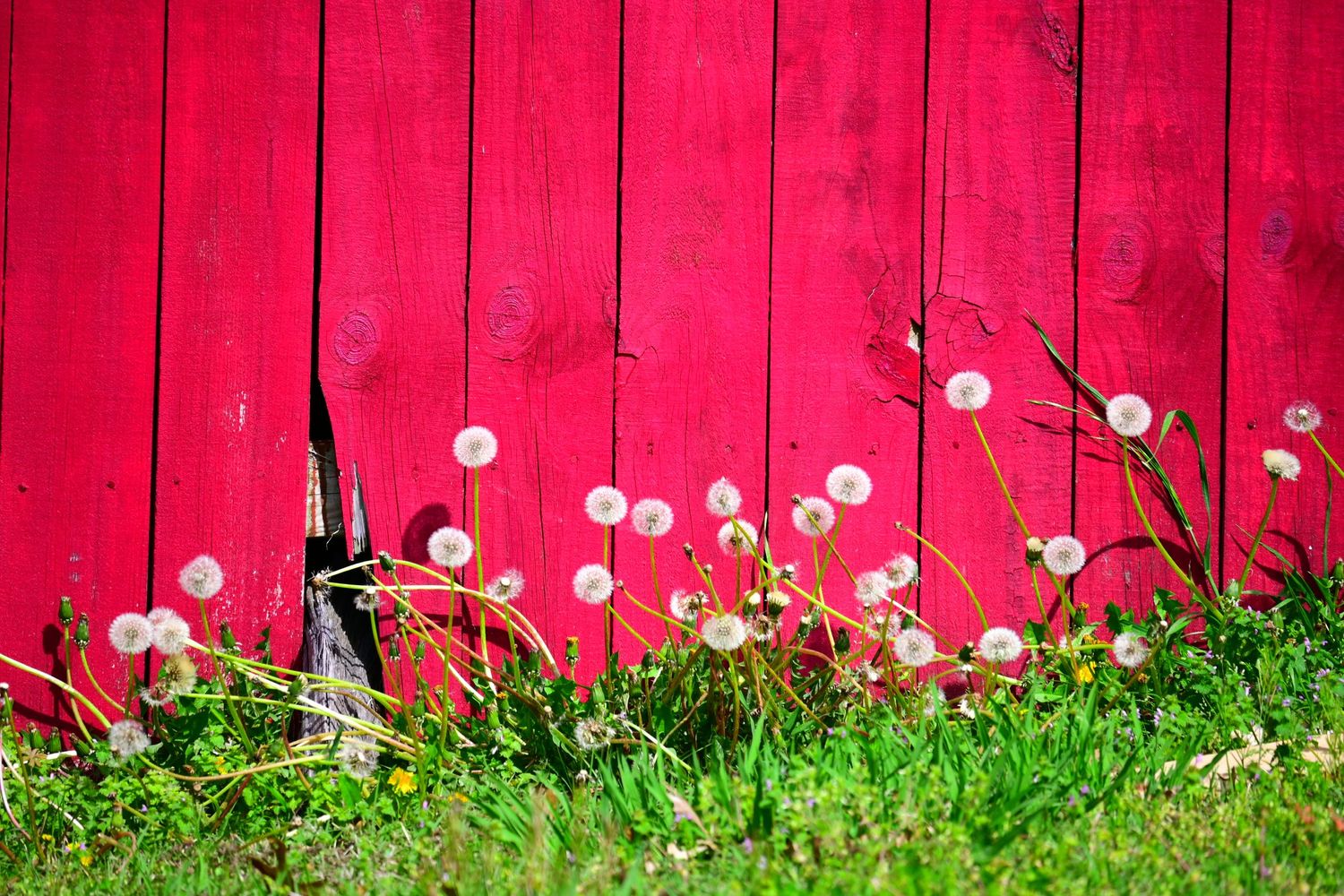 White dandelions bloom against a vibrant red fence with green grass below.