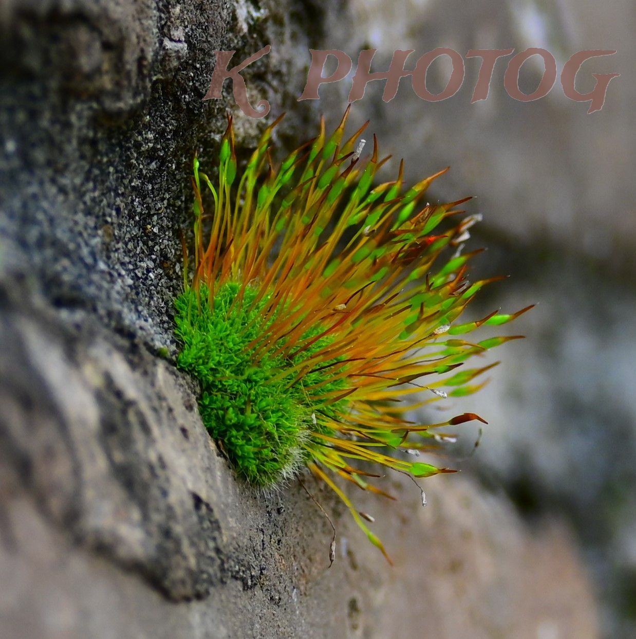 A close-up of thumbnail sized patch of moss.