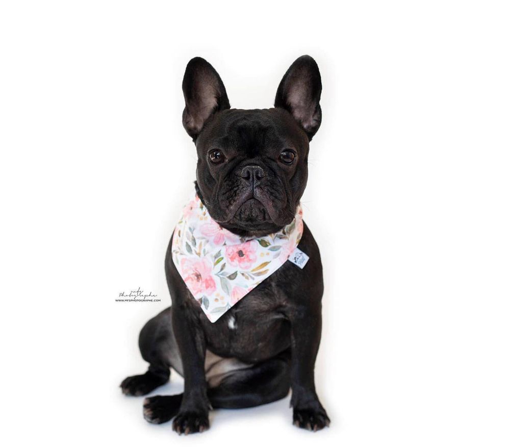 dog-studio-photoshoot
pet-product-photoshoot
pet-brand-photoshoot
product-photography