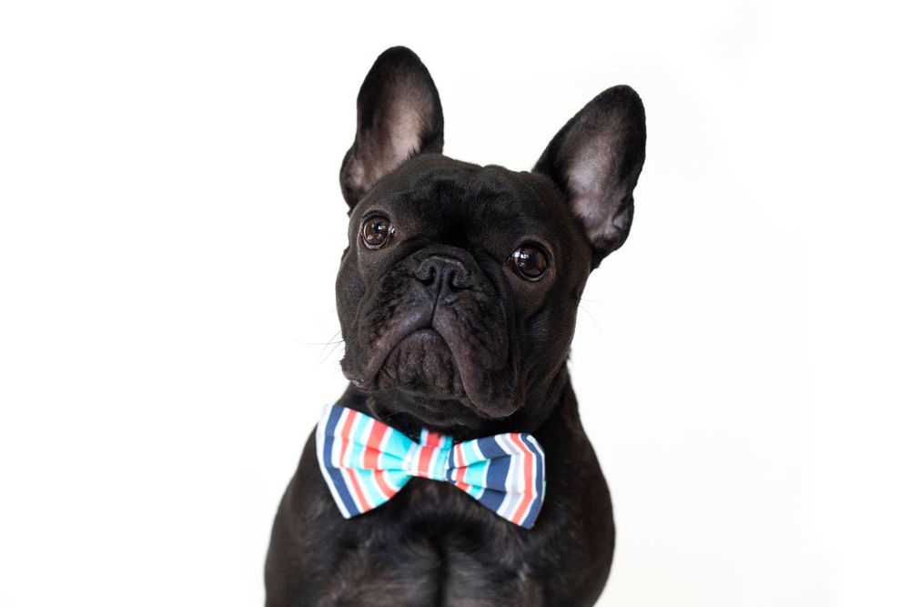dog-studio-photoshoot
pet-product-photoshoot
pet-brand-photoshoot
product-photography