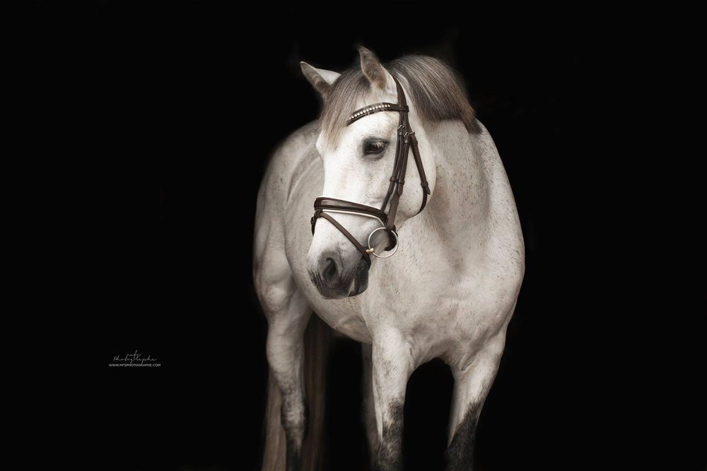 horse-studio-photoshoot