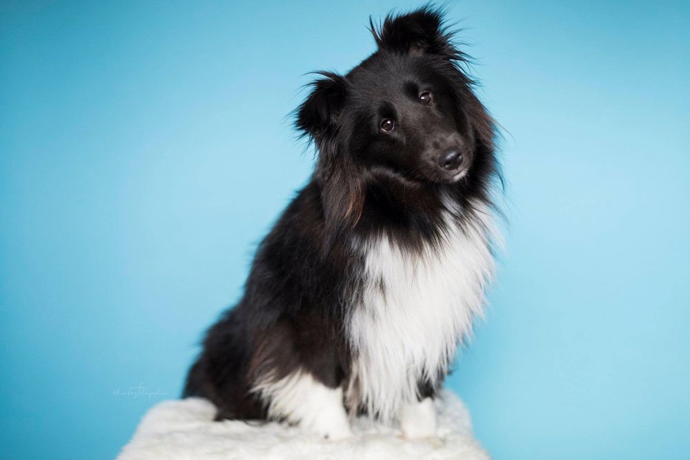 dog-studio-photoshoot