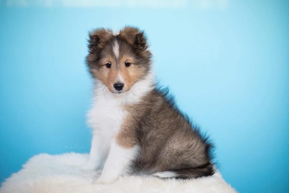 dog-studio-photoshoot