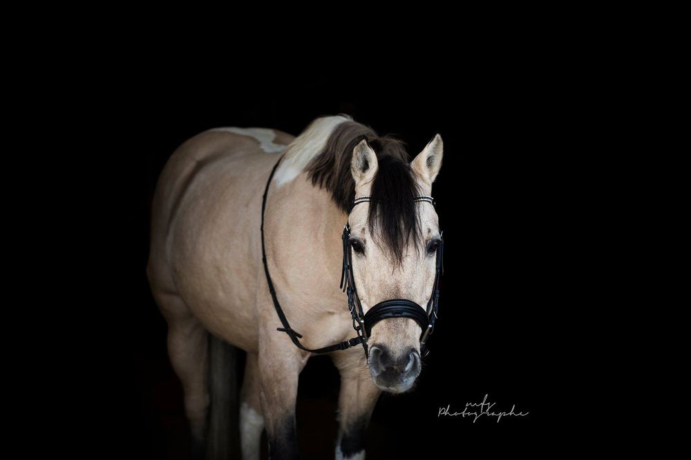 horse-studio-photoshoot
