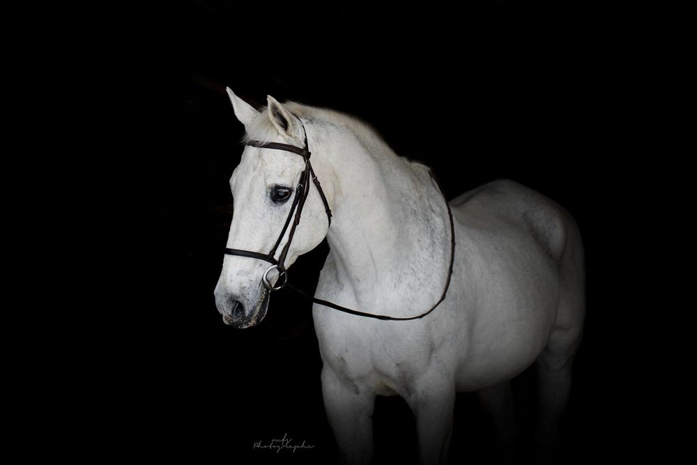 horse-studio-photoshoot