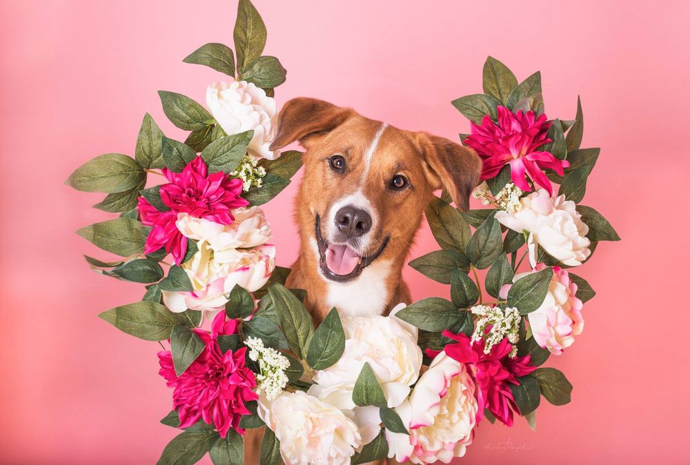 dog-studio-photoshoot
