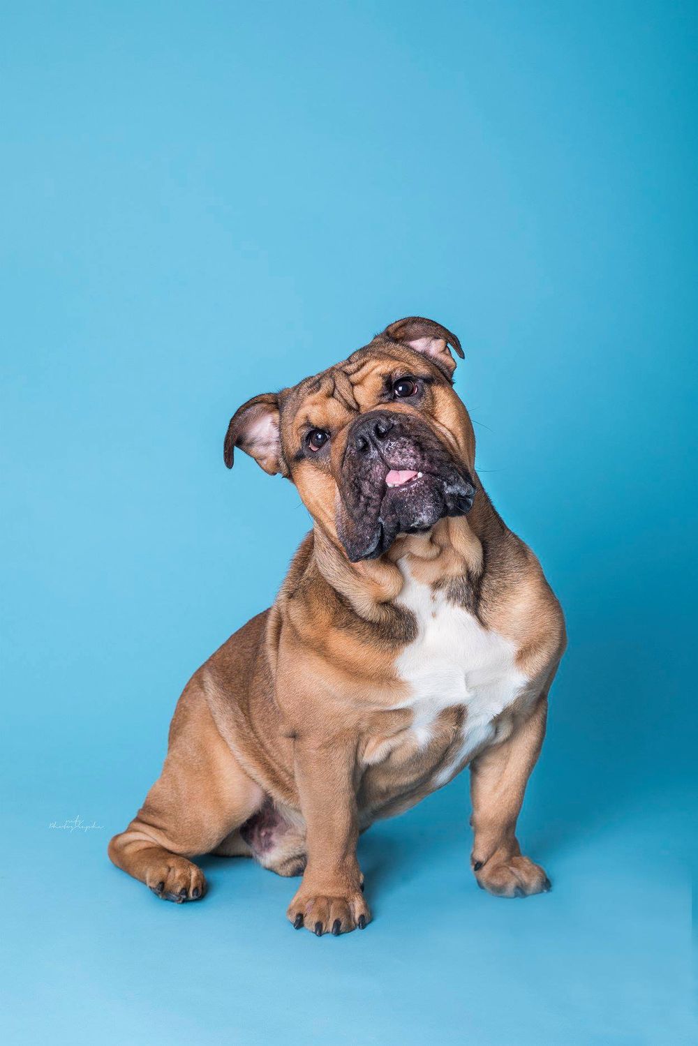dog-studio-photoshoot