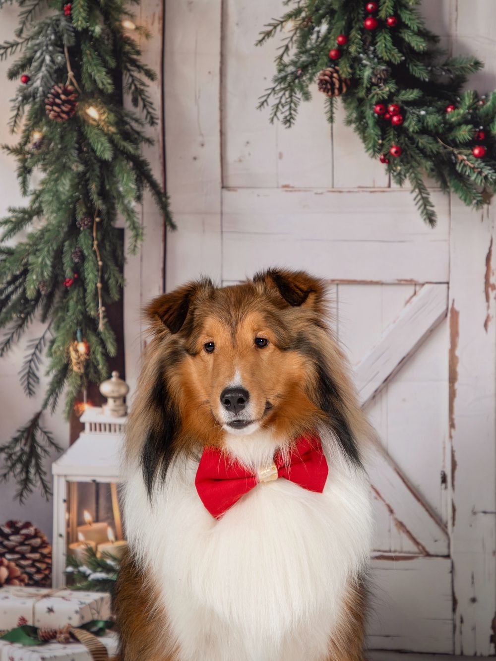 dog-studio-photoshoot