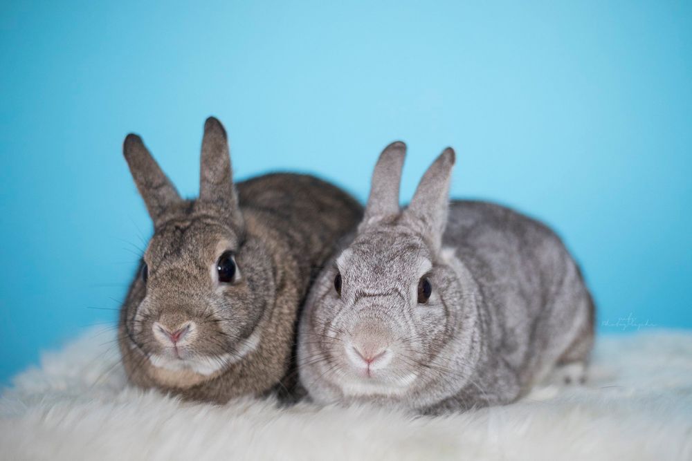 pet-studio-photoshoot