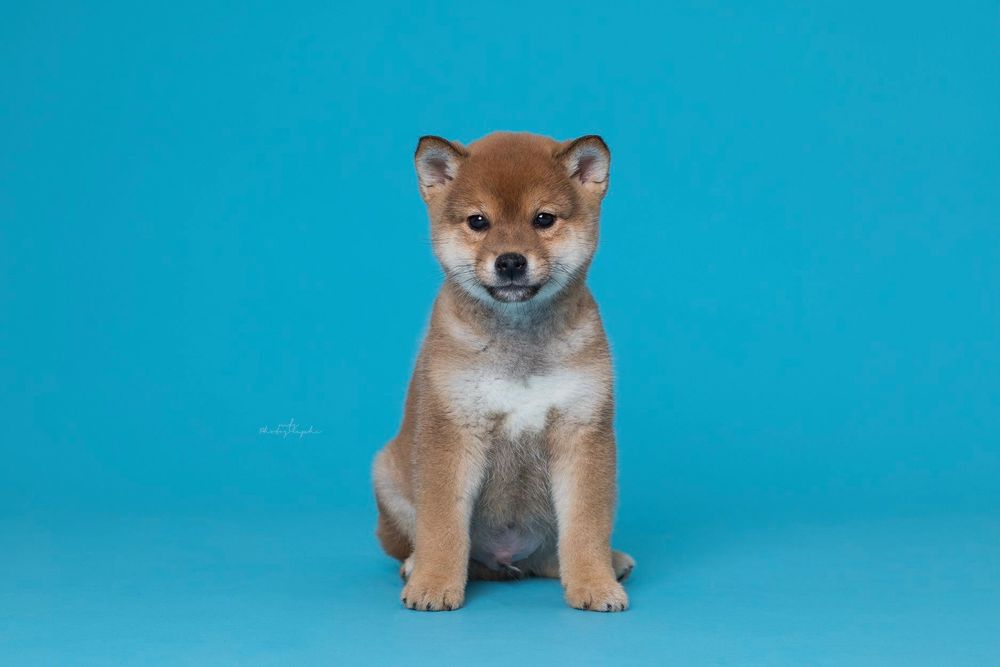 dog-studio-photoshoot