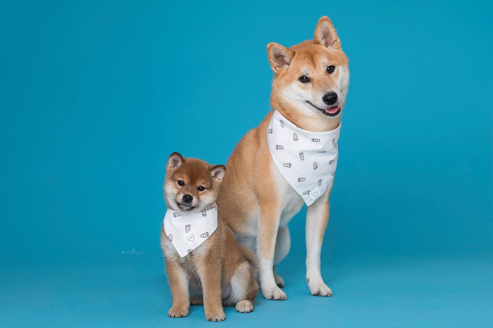 dog-studio-photoshoot
pet-product-photoshoot
pet-brand-photoshoot
product-photography