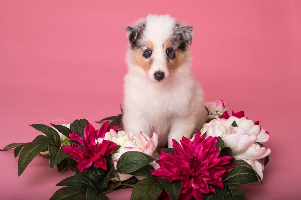 dog-studio-photoshoot