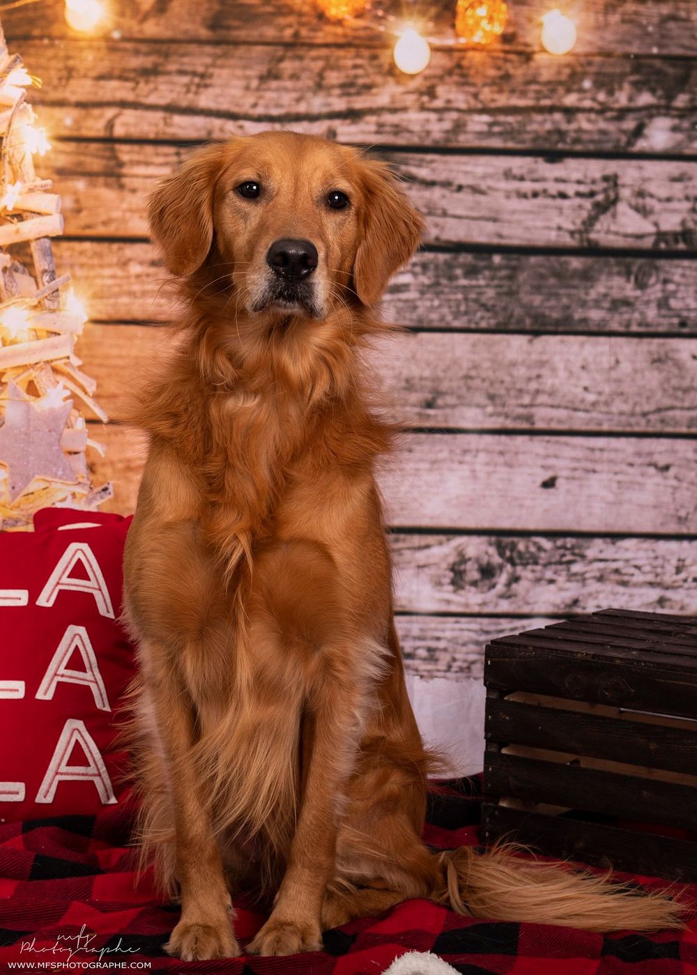 dog-studio-photoshoot