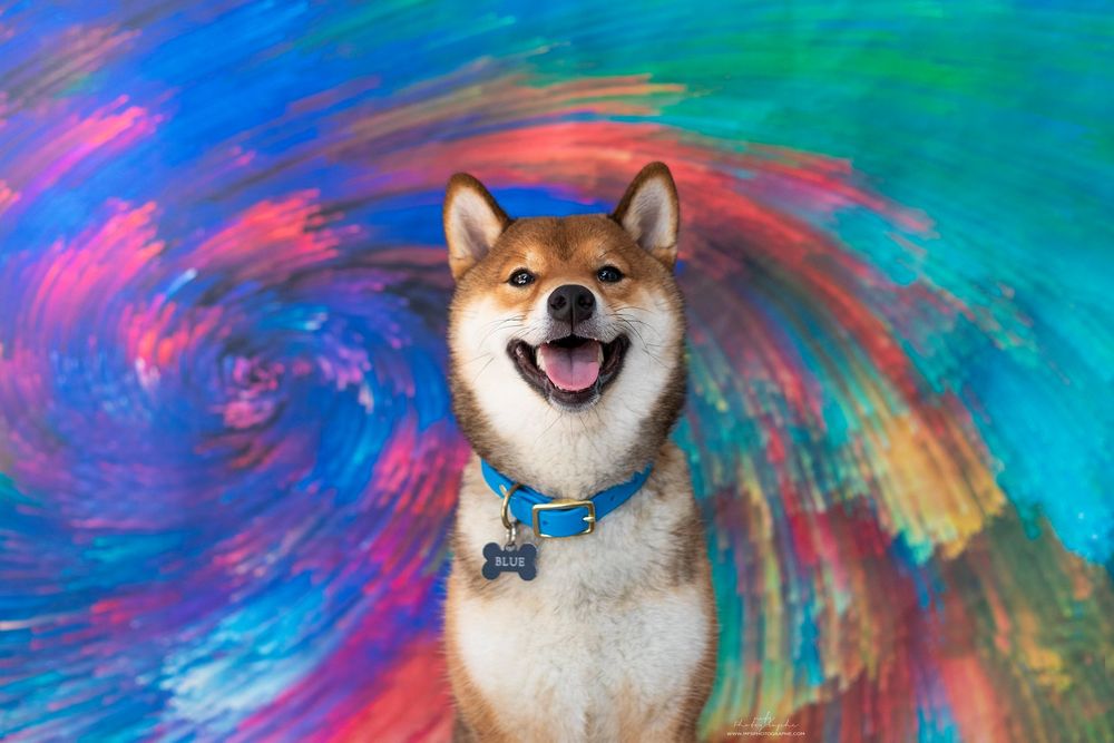 dog-studio-photoshoot
