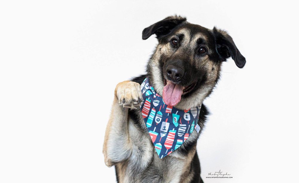 dog-studio-photoshoot
pet-product-photoshoot
pet-brand-photoshoot
product-photography