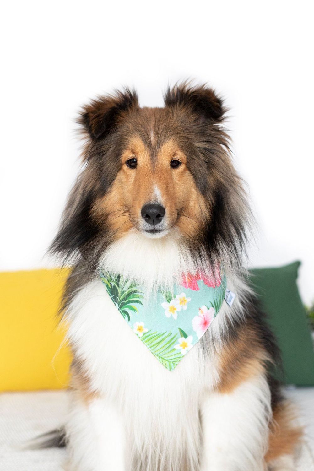 dog-studio-photoshoot
pet-product-photoshoot
pet-brand-photoshoot
product-photography