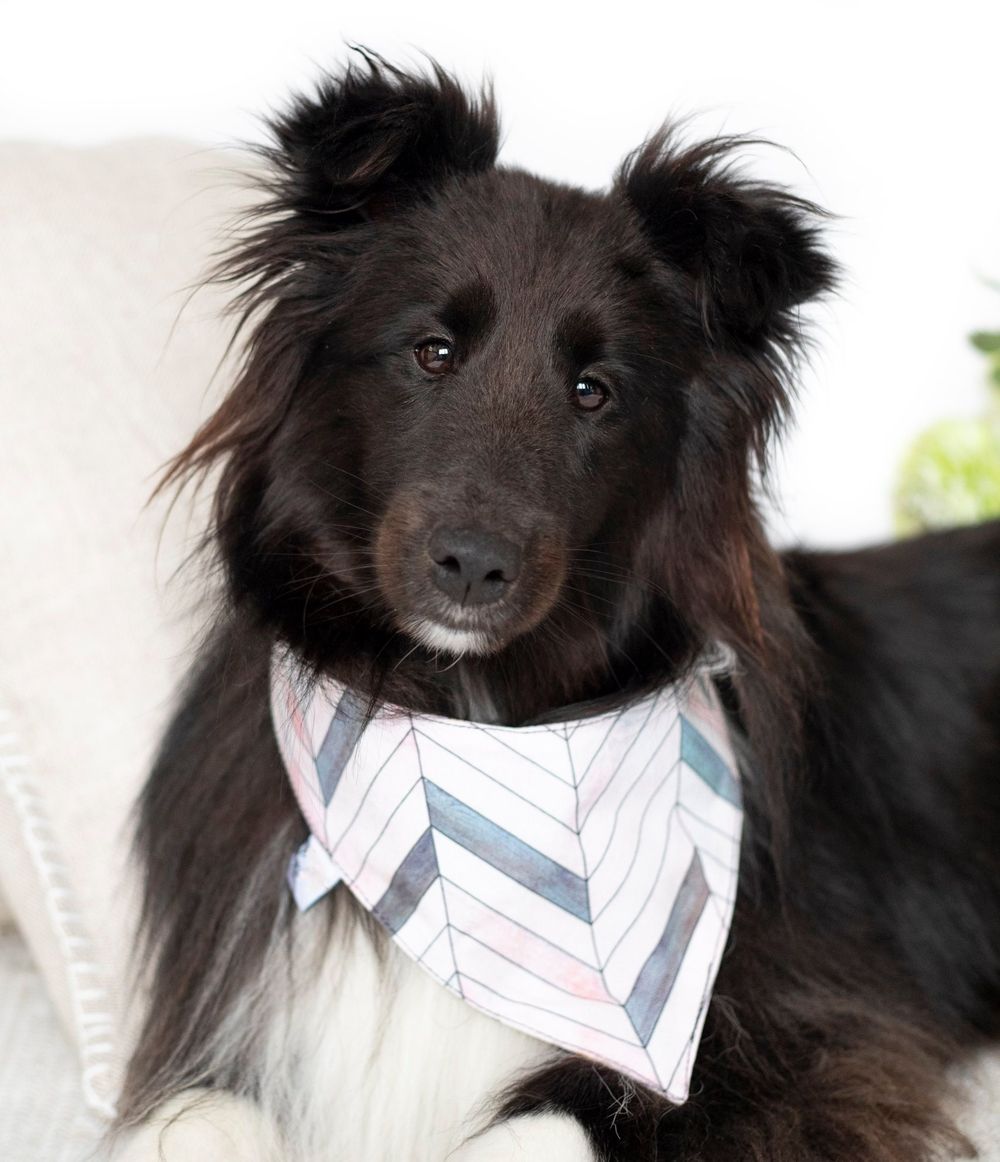 dog-studio-photoshoot
pet-product-photoshoot
pet-brand-photoshoot
product-photography