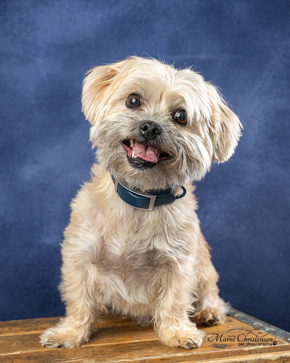 A smiling cream-colored terrier mix dog with a blue collar poses for a portrait against a dark blue background.