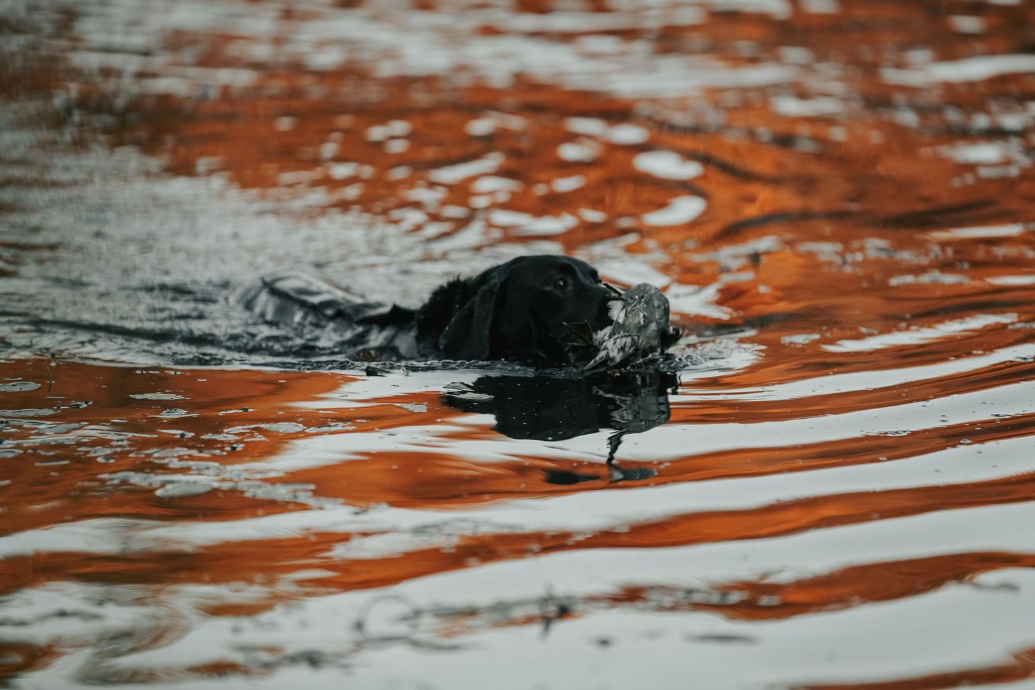 Koda's early duck season retrieve in orange tinted rippling water leaving circular patterns of waves behind it.