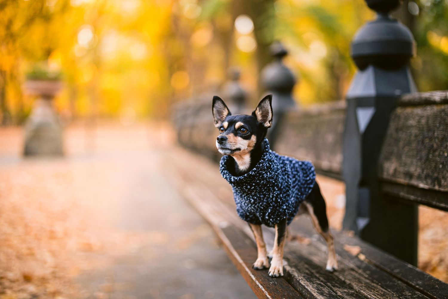 Furry Moments New York New Jersey Pet Photography