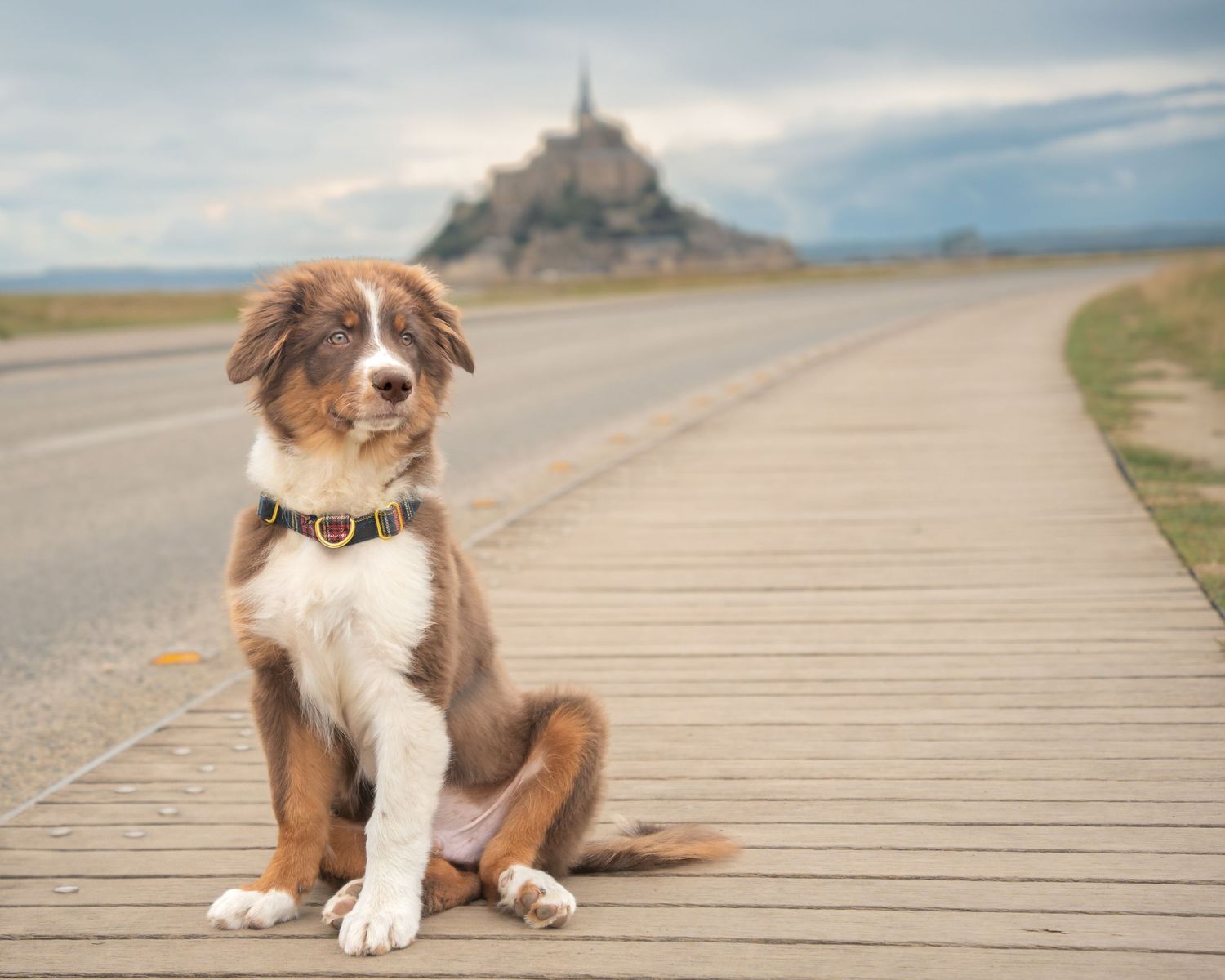 Dog portrait