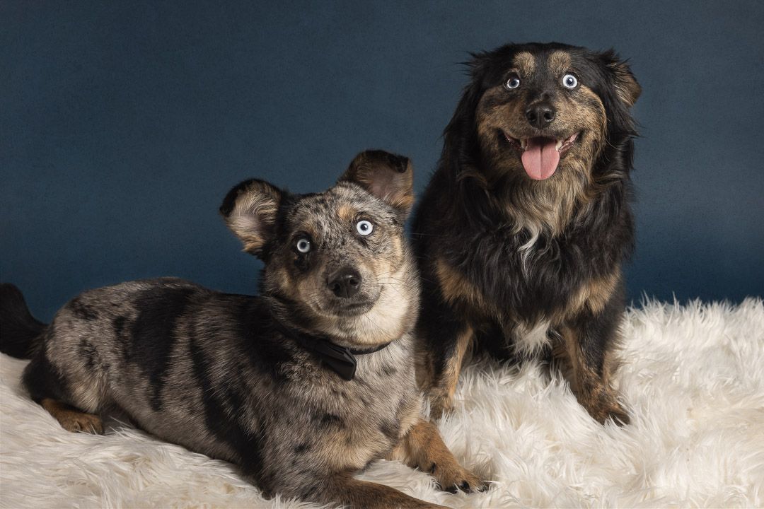 Fine-art portret van twee honden samen in de studio, luxe hondenfotografie Brabant