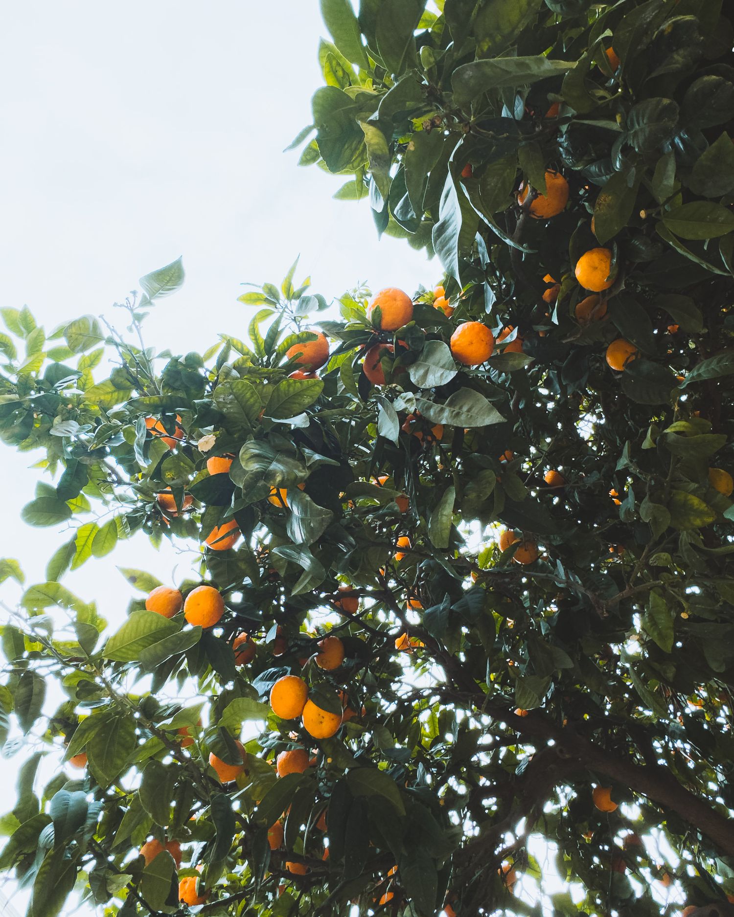 Looking up at ripe oranges growing on tree branches against bright sky.