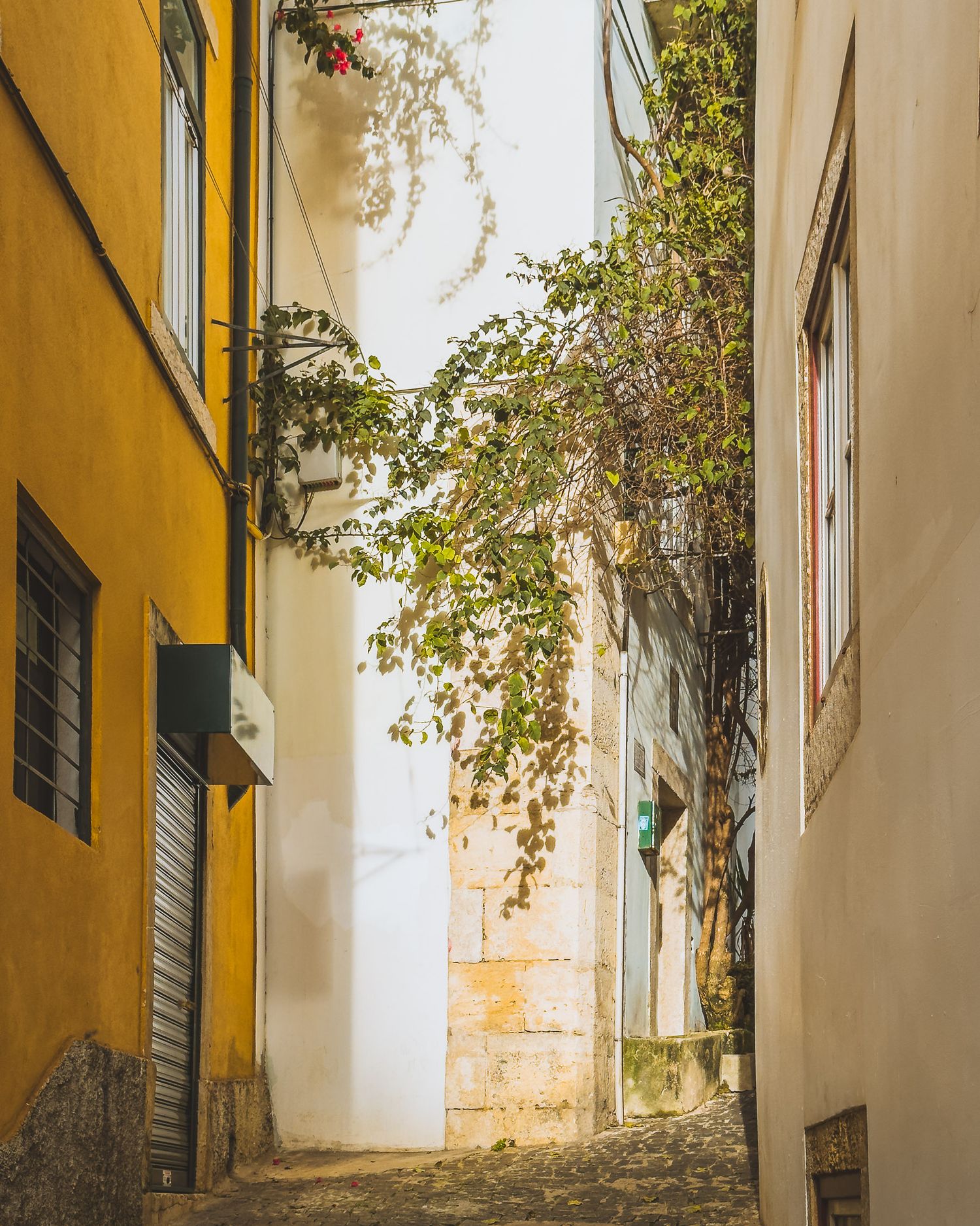 Narrow alley between yellow and white buildings with overhanging tree branches.