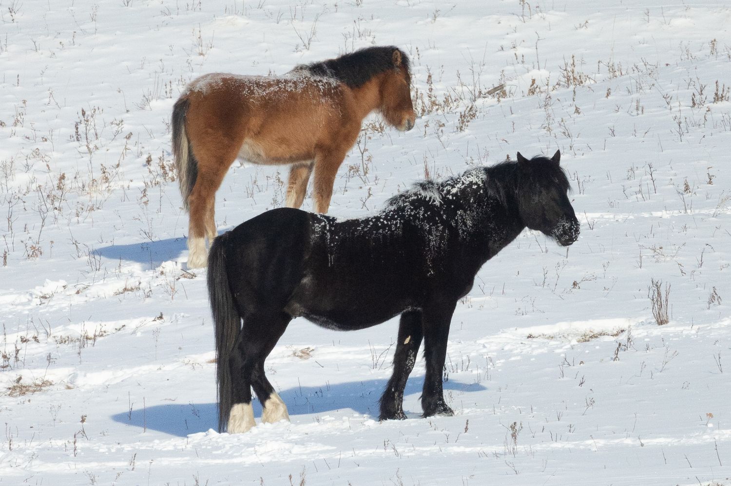 Two horses, one brown and one black, standing in a snow-covered field in winter.