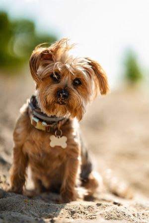 Mia, a beautiful pup posing for her beach photoshoot. Backlit by sun and beautiful bokeh in Pierre, South Dakota.