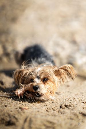 Beaches are for finding sticks and chewing on them. Sun, sand and one wet dog in Pierre, South Dakota.